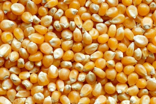 Sjeme